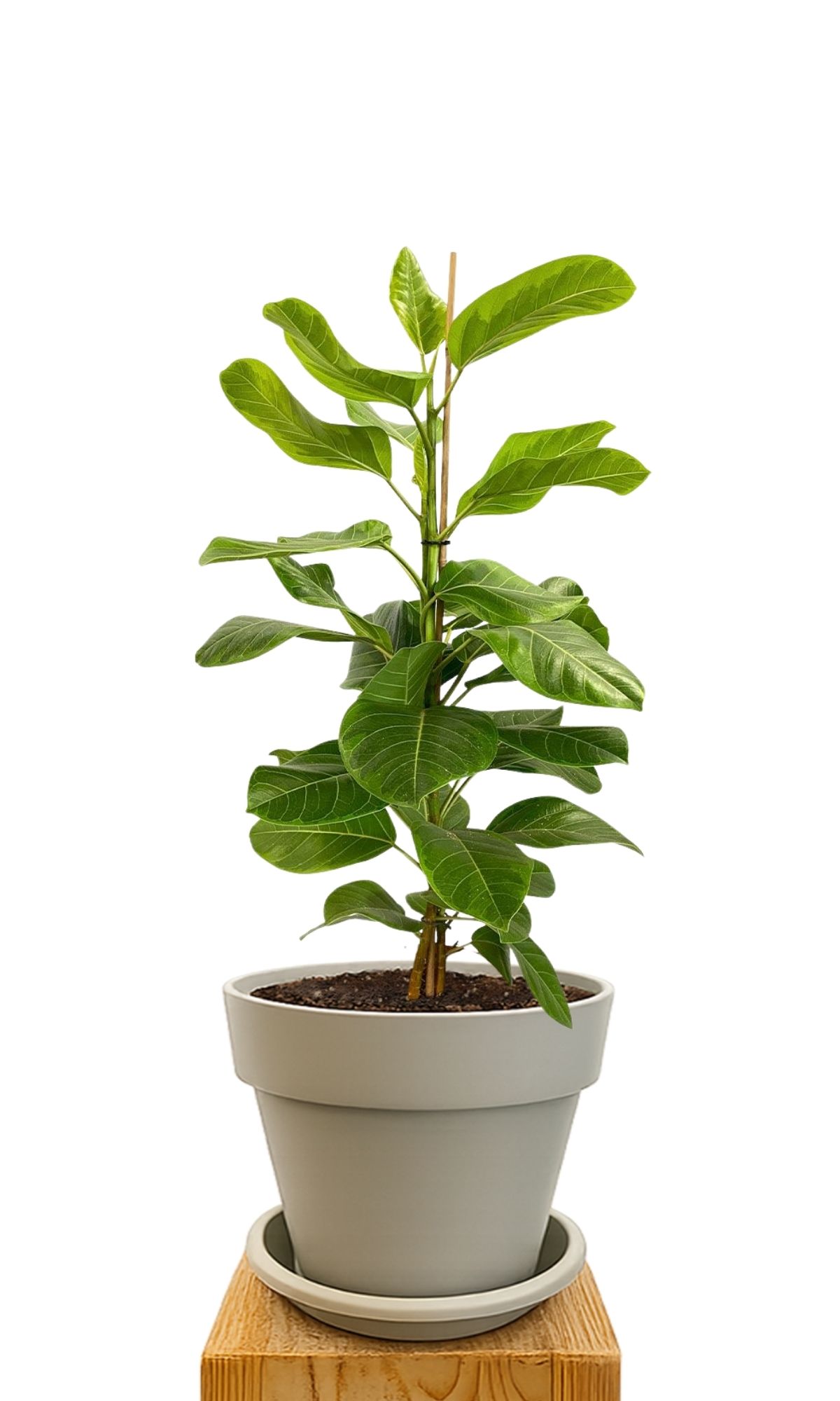 Plant kit 30 Sand